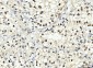 Anti-PCNA Antibody Picoband™ (monoclonal, 2G2)